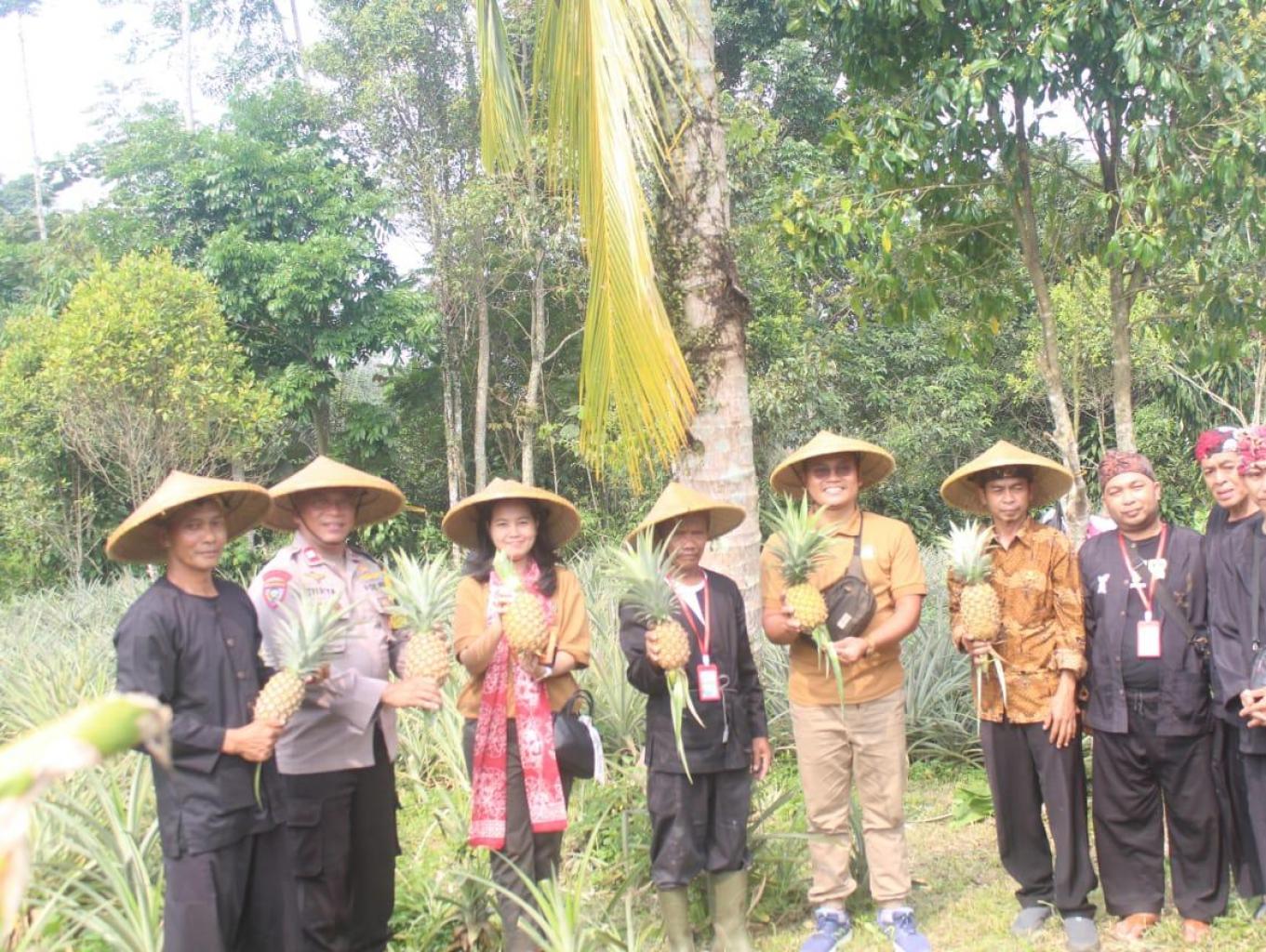Wisata Kebun Nanas