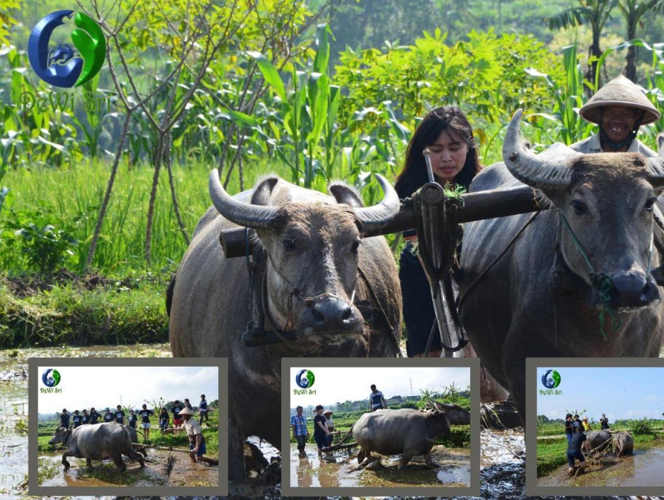 Membajak Sawah