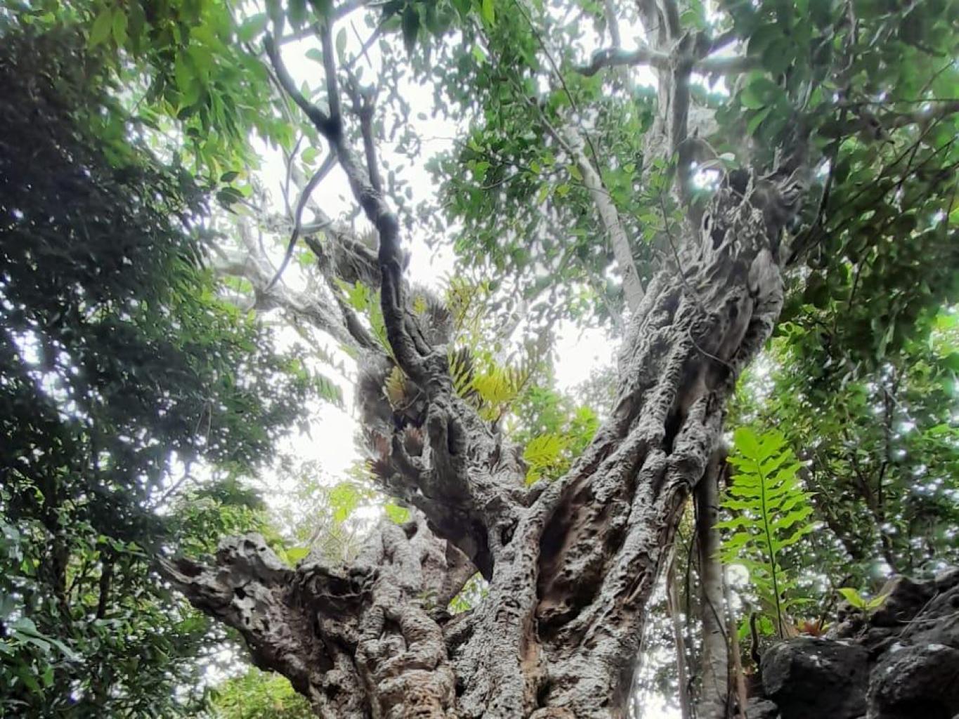 Bukit Kali Susu