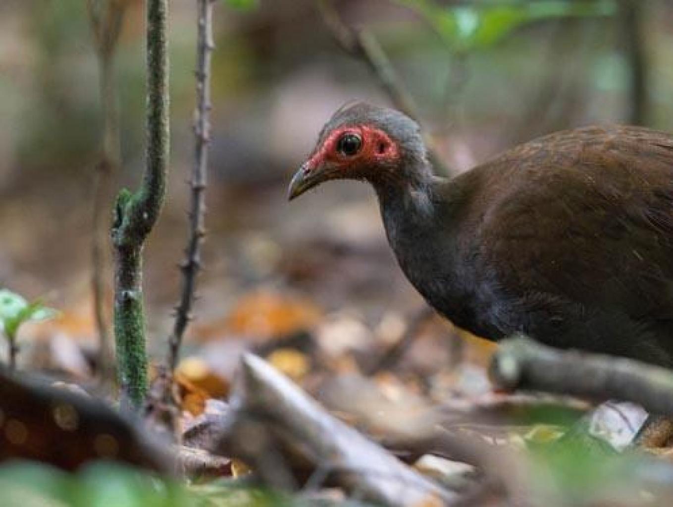 Tour Burung Maleo Kaki Merah
