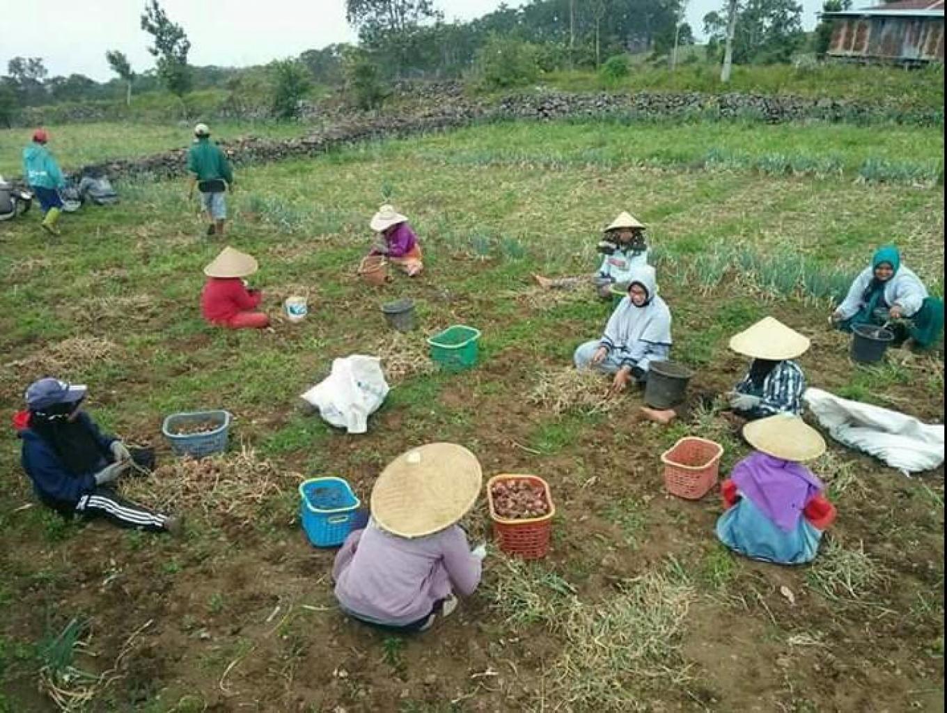 Edukasi Pertanian