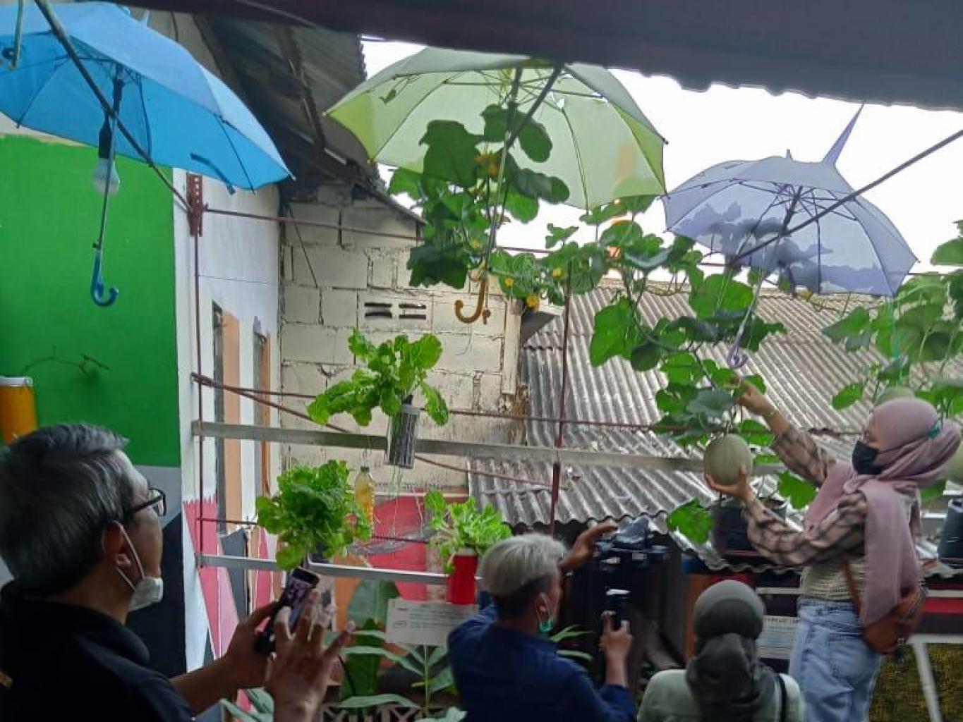 Memanen Buah Melon Hasil Urban Farming Di Kampung Kreasi