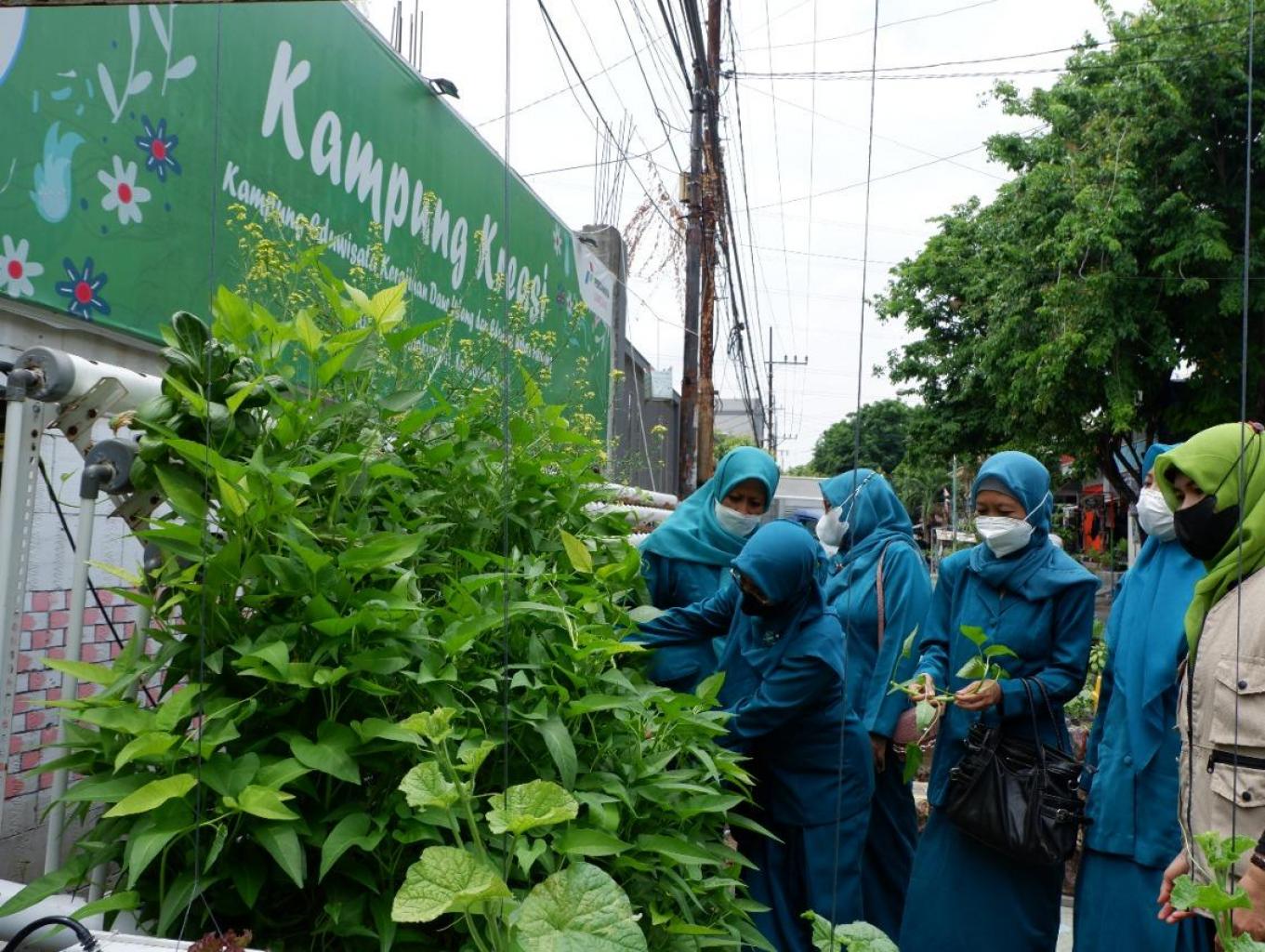 Panen Sayuran Hidroponik