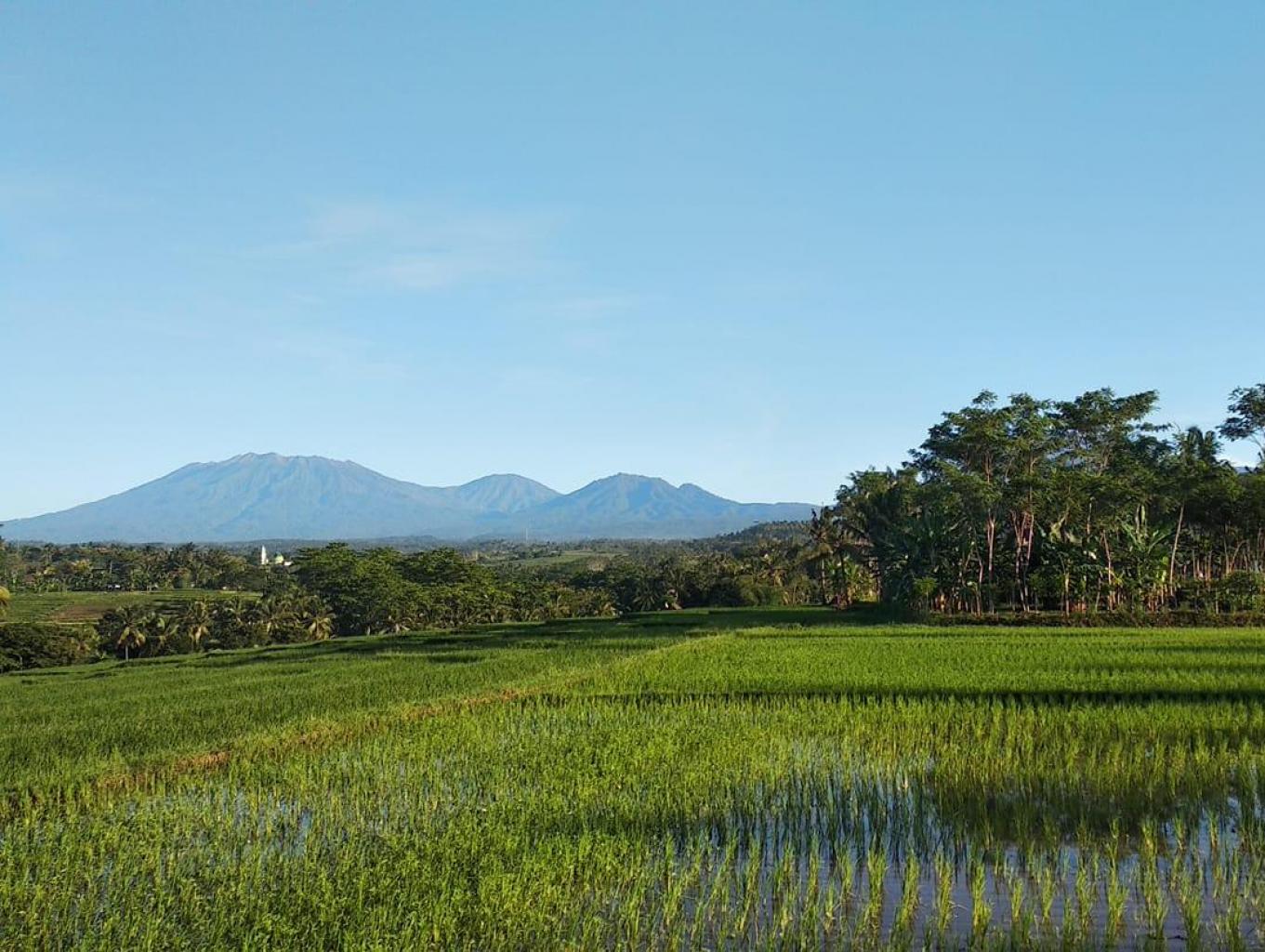 Tambong