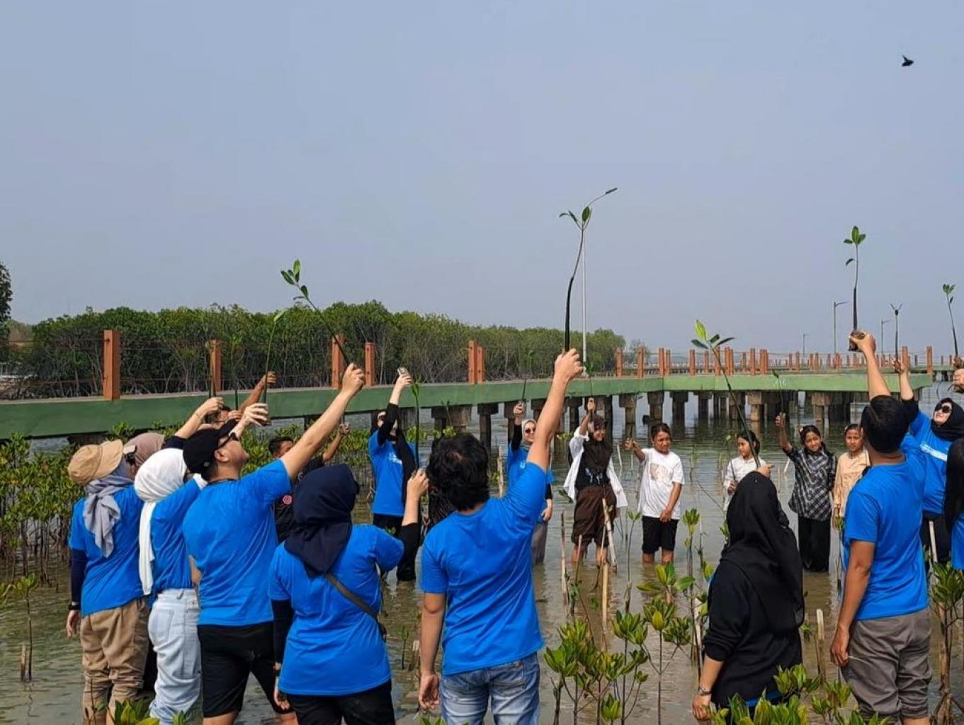 Menanam Pohon Mangrouve