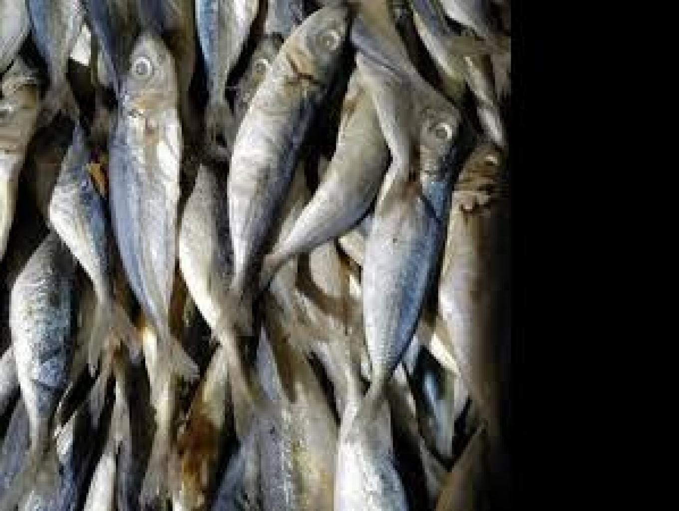 Ikan Asin