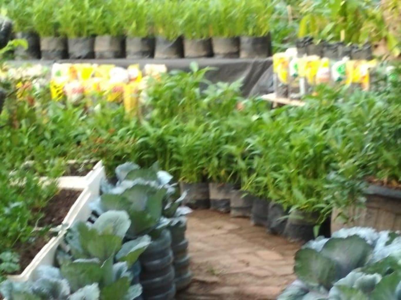 Kebun Kota Jalan Matahari Gampong Lampulo