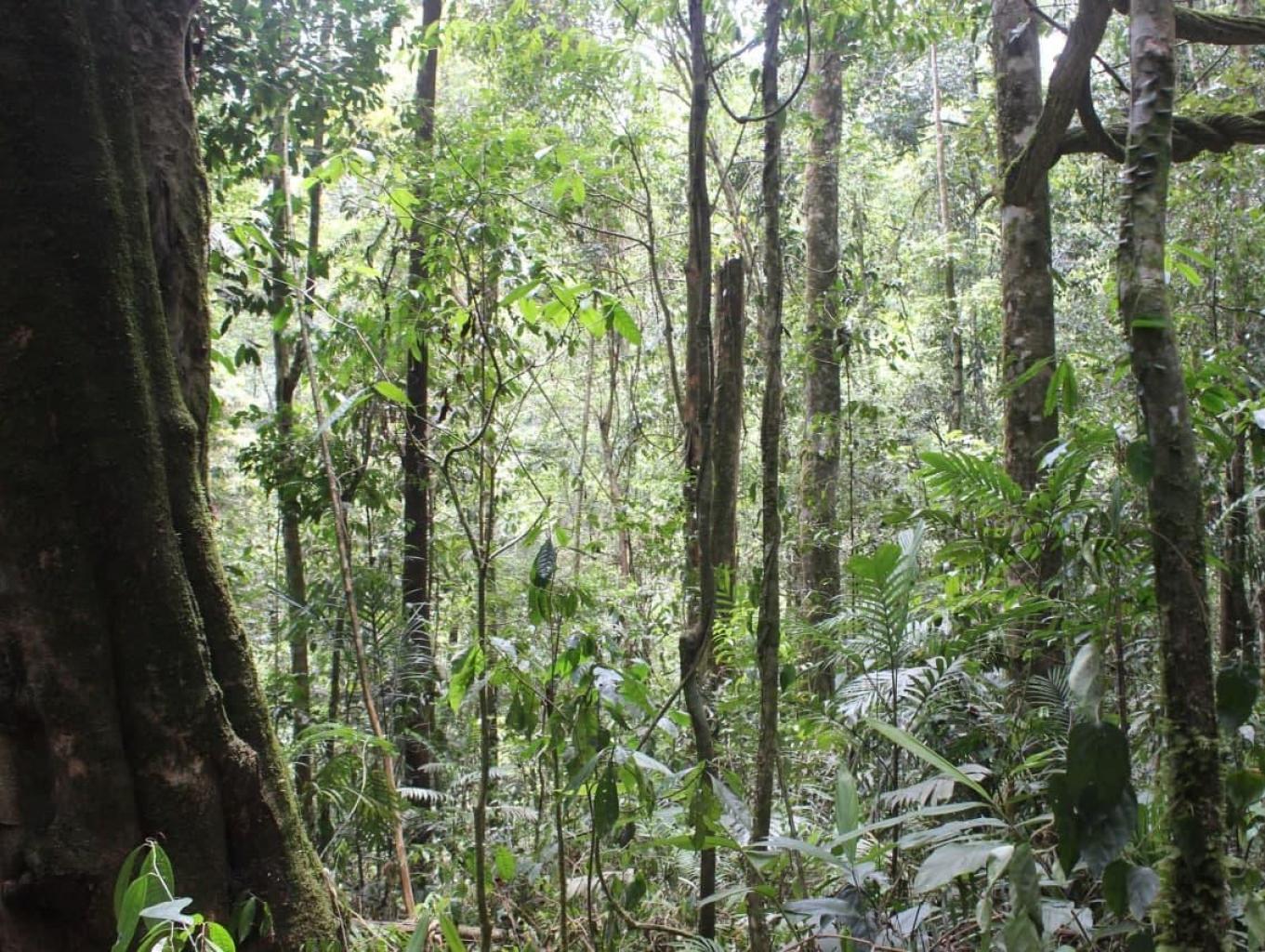 Jelajah Hutan Adat Dan Pohon Adopsi