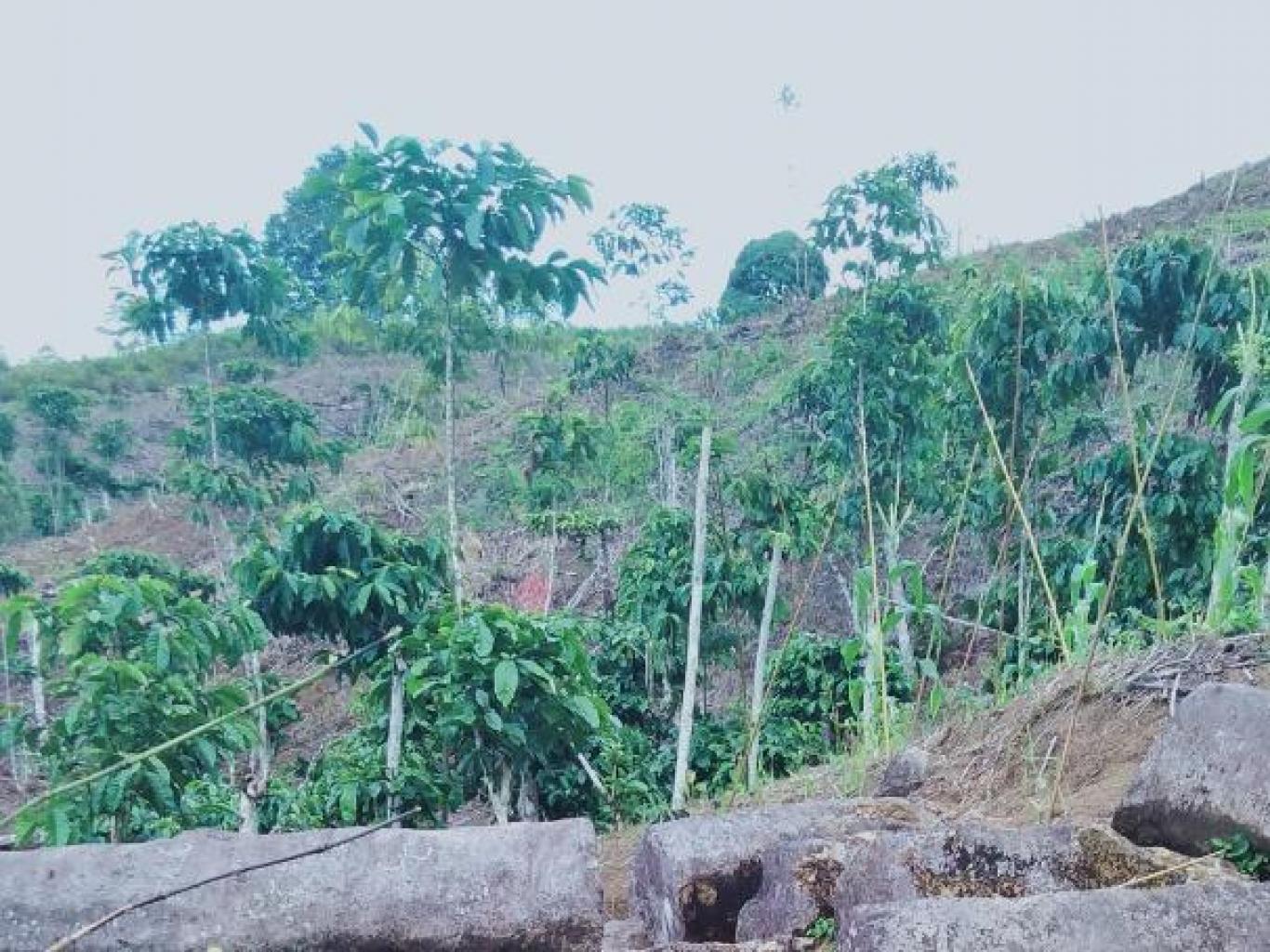 Batu Megalit