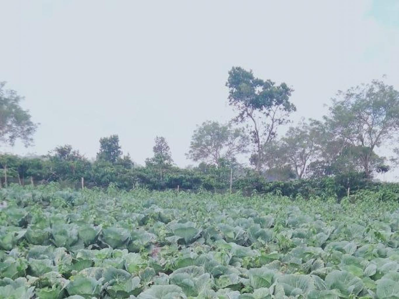 Agro Wisata Perkebunan Kobis