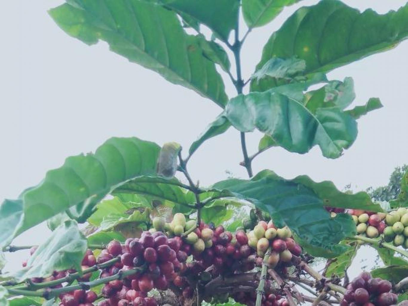 Wisata Kebun Kopi