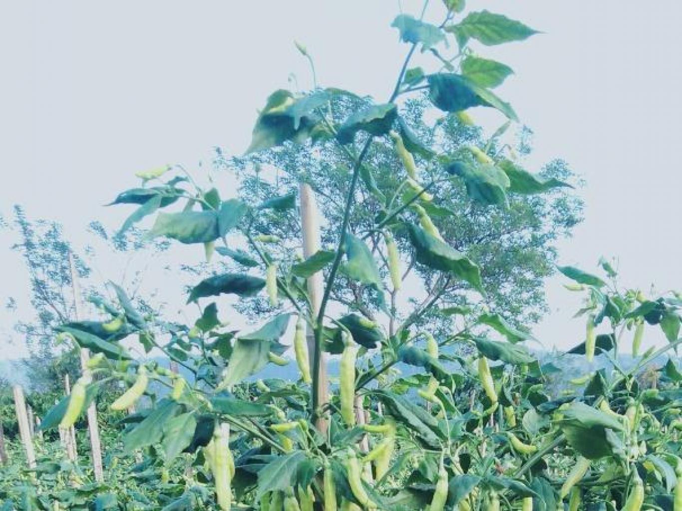 Agro Wisata Kebun Cabai