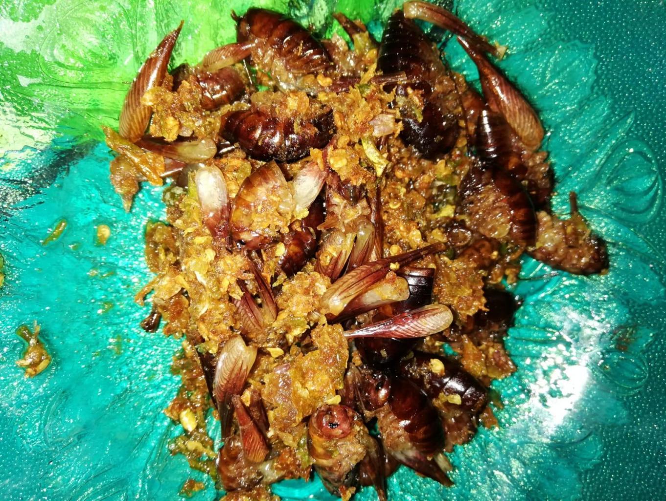 Spingguak Lado Hijau