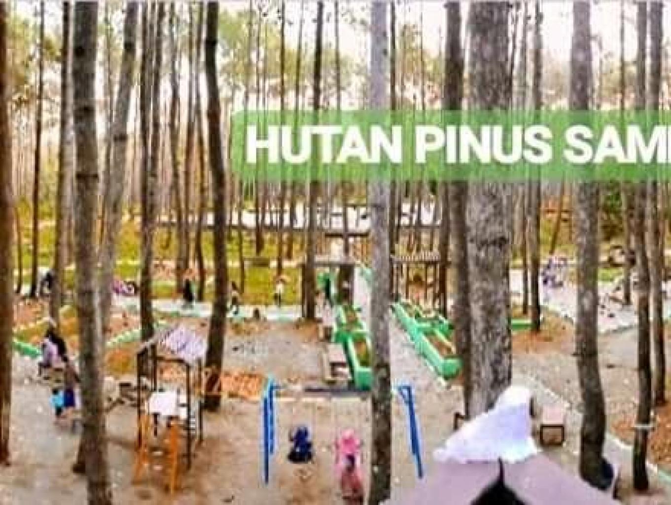 Wisata Alam Hutan Pinus Samparona