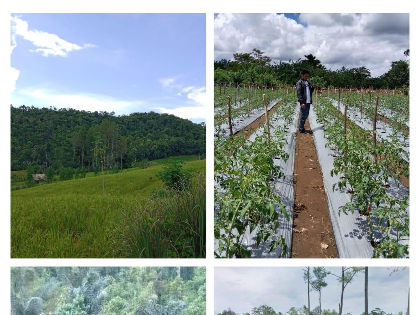 Wisata Pendidikan Pertanian Holtikultura (agrowisata)