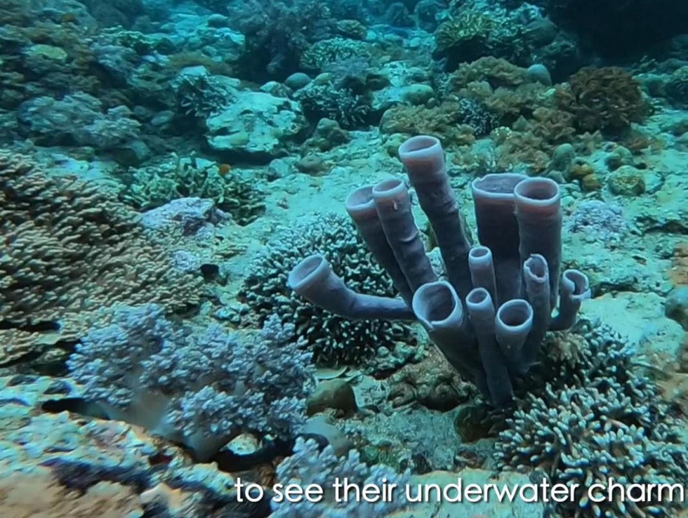 Underwater Tongkaina