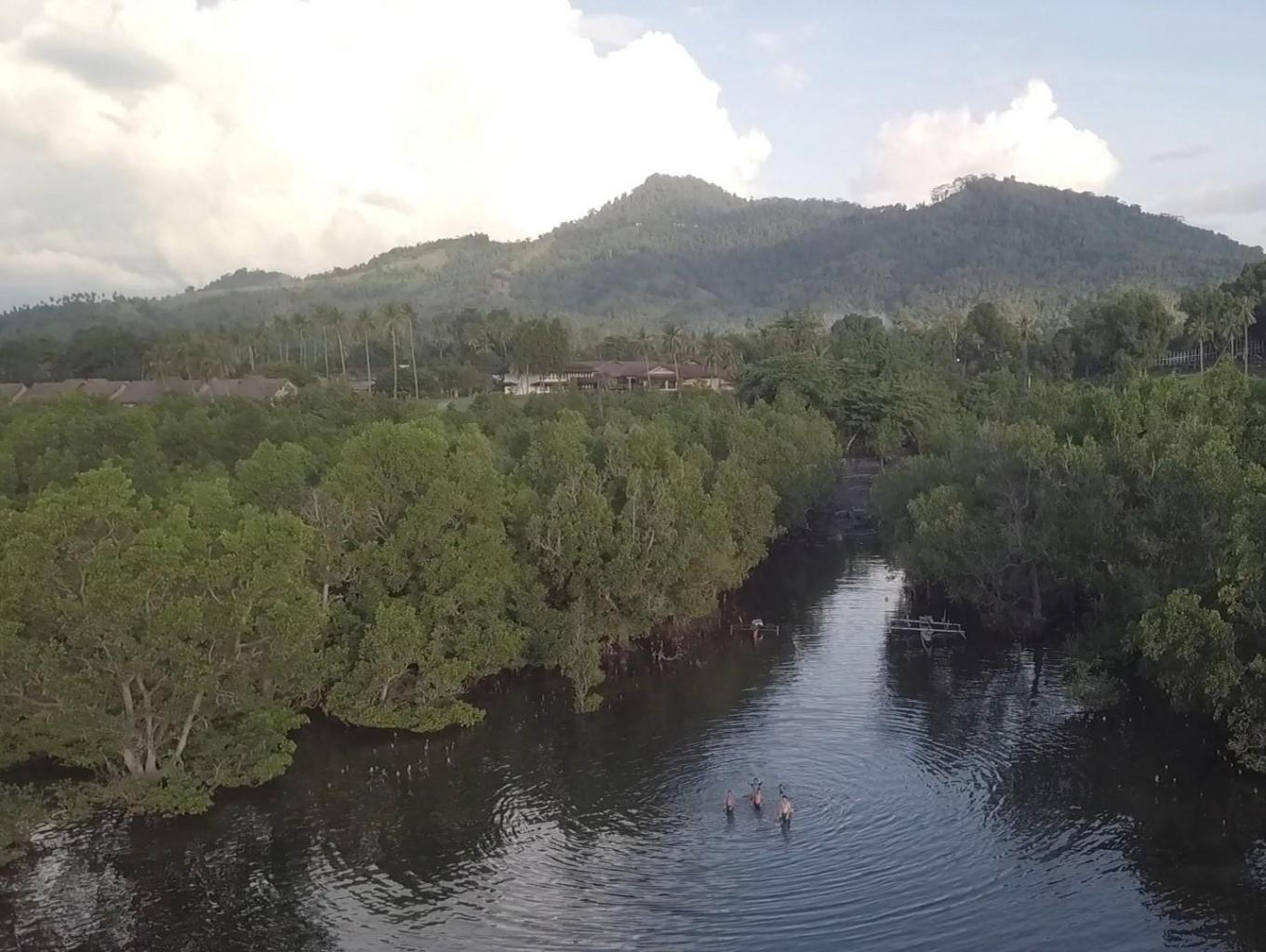 Hutan Manggrove