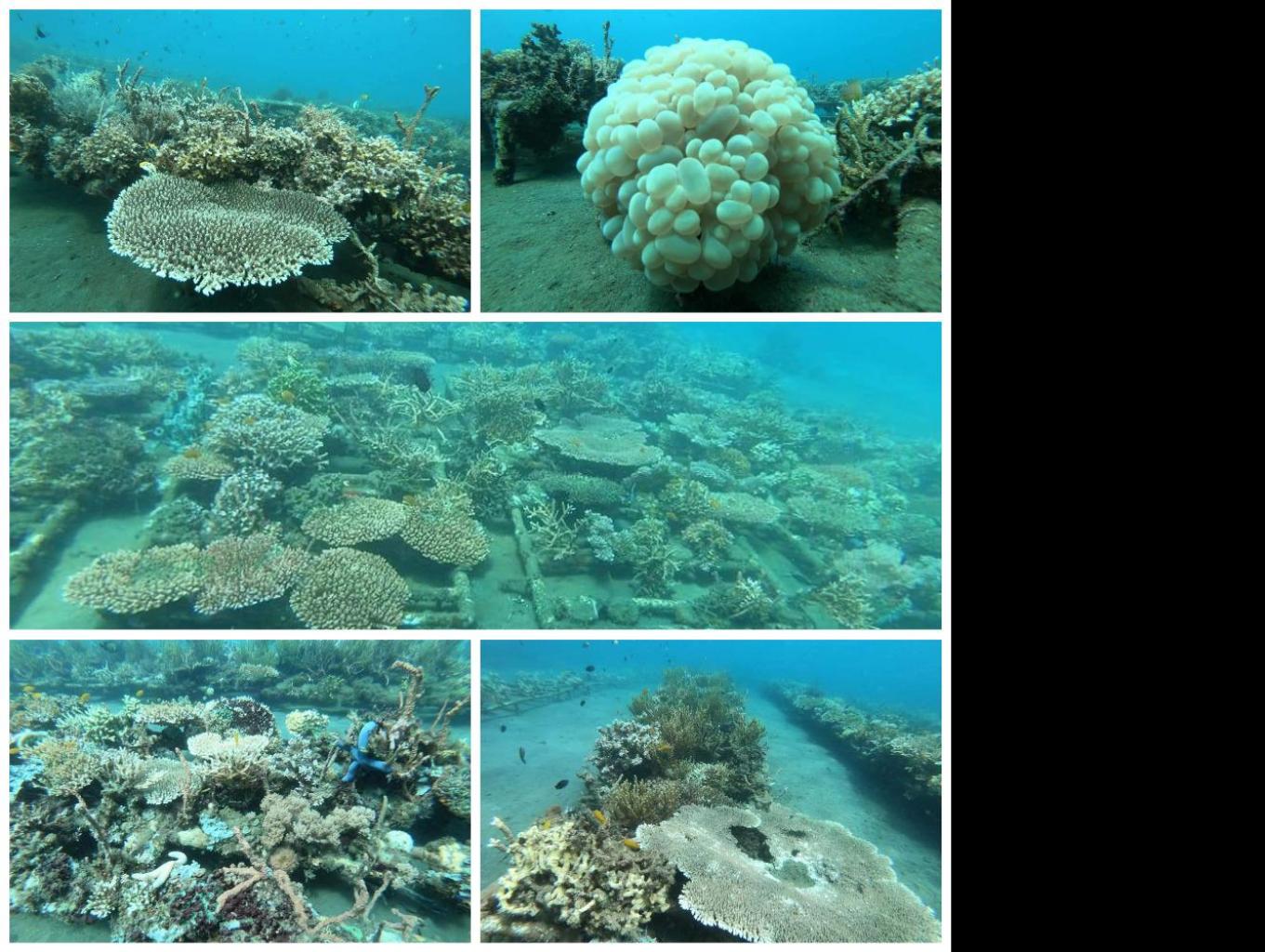 Diving Dan Snorkeling