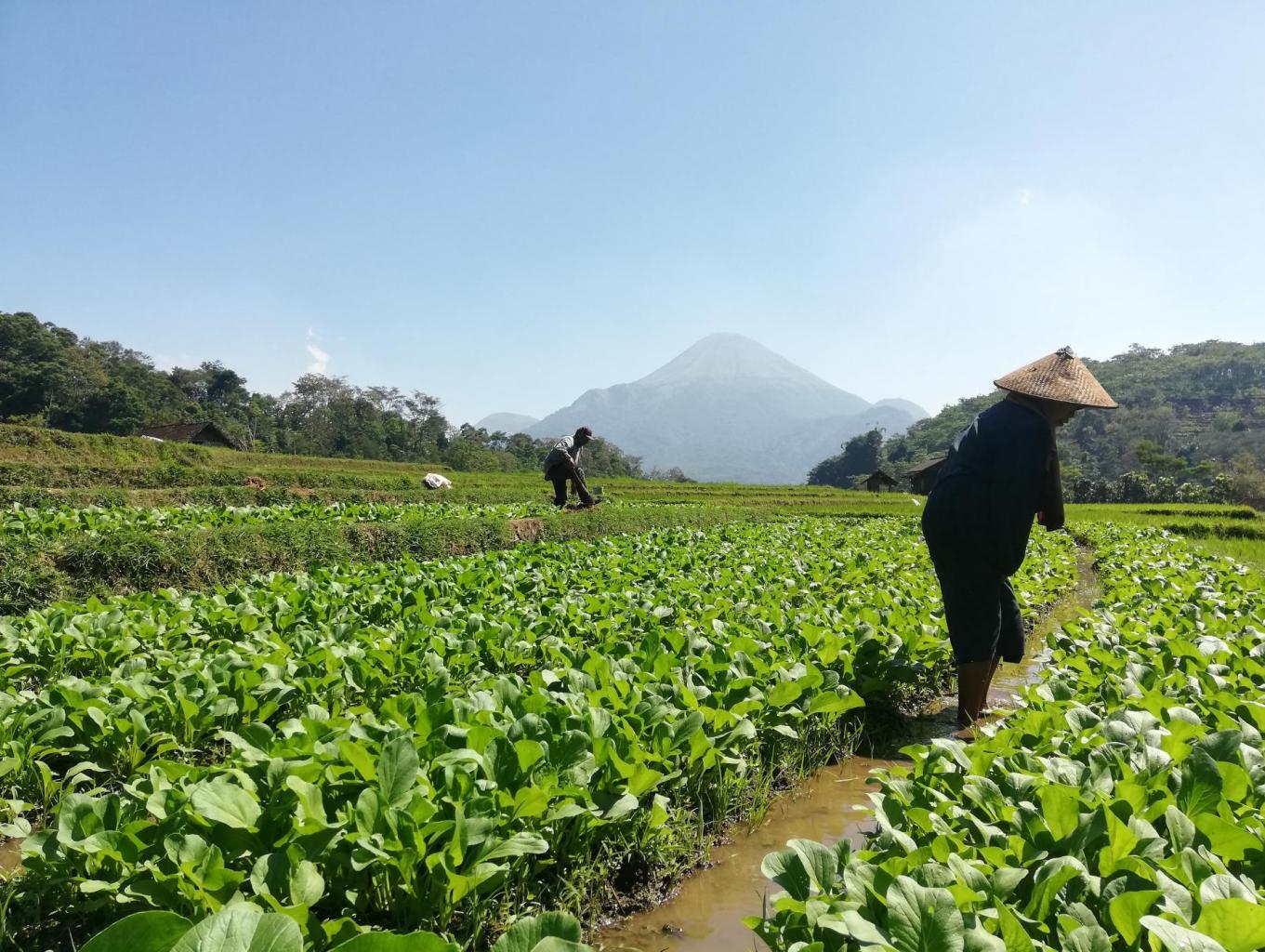Edukasi Pertanian Sayur