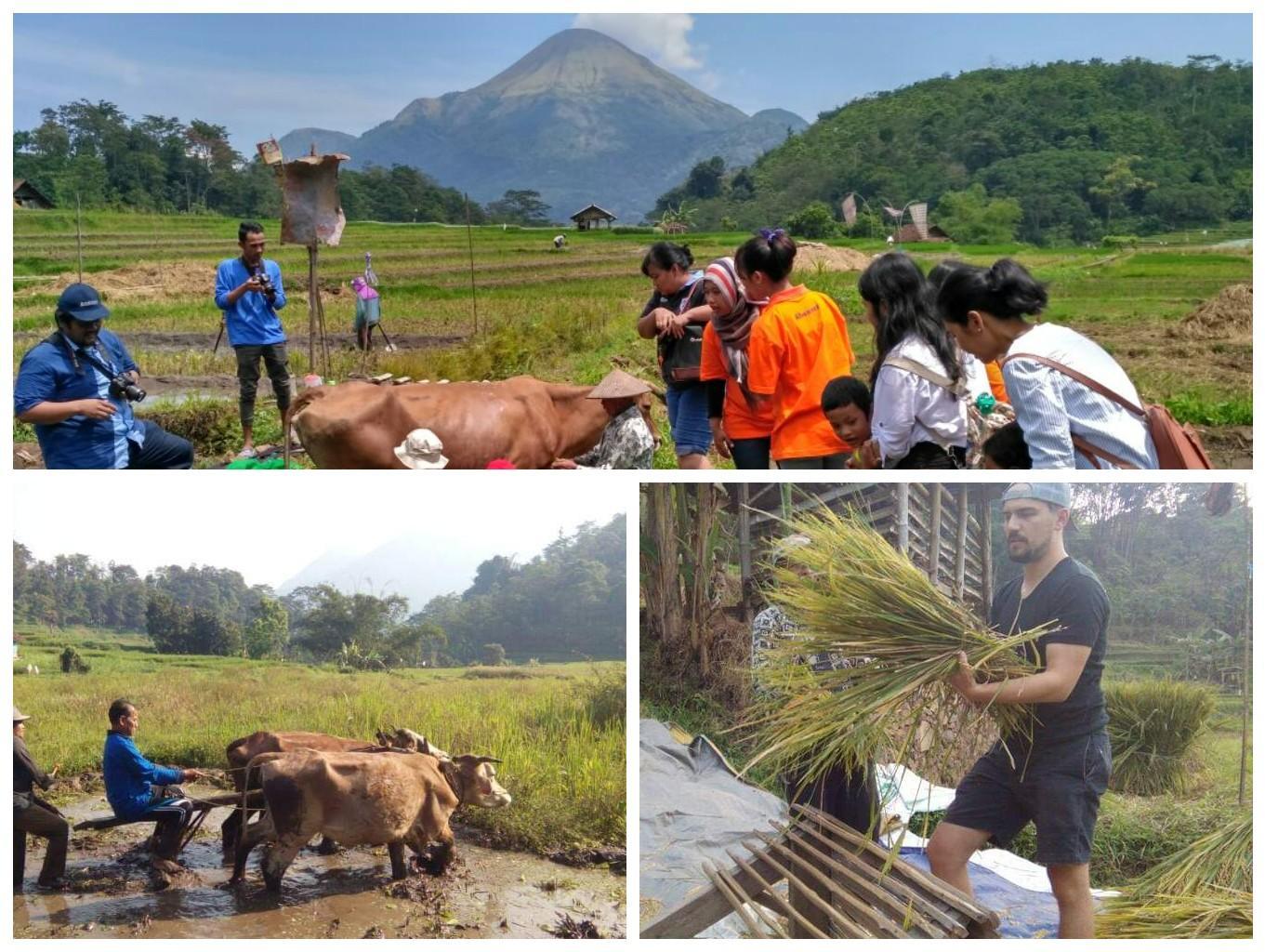 Tanam Padi Dan Bajak Sawah