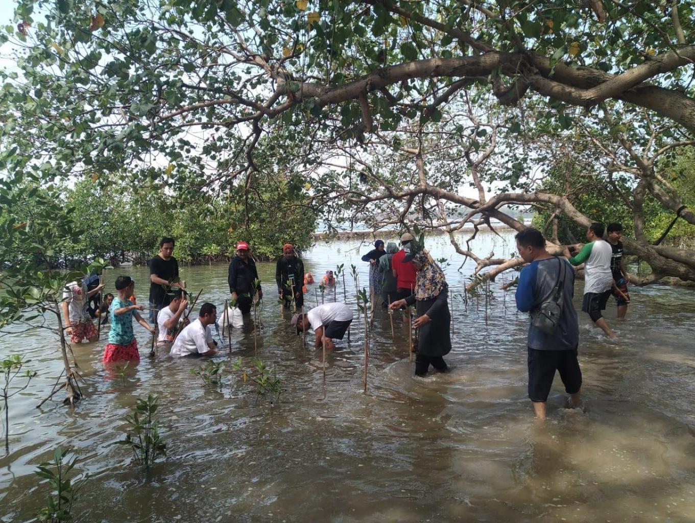 Menanam Pohon Mangrouve
