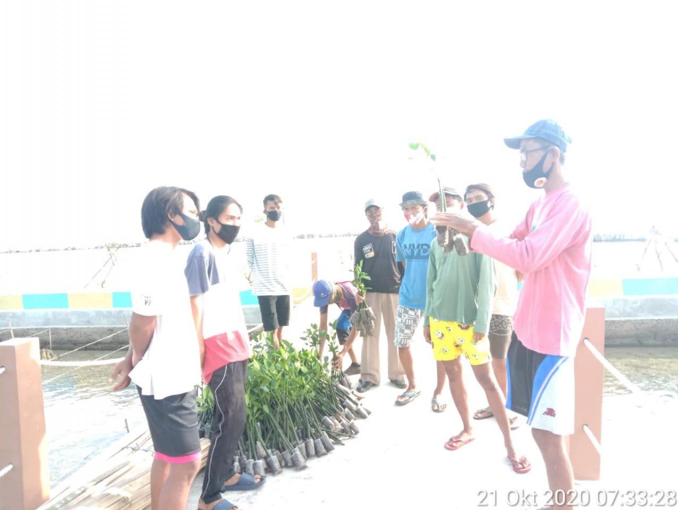 Menanam Pohon Mangrouve