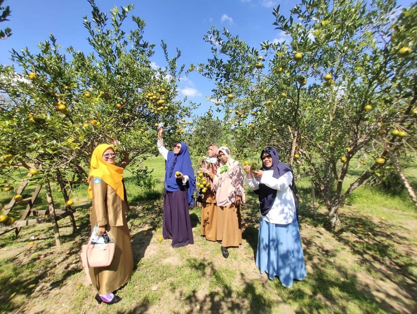 Agrowisata Kebun Jeruk Kuok