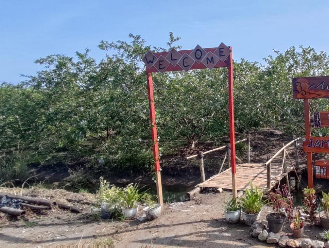 Wisata Petik Jambu Kebaron