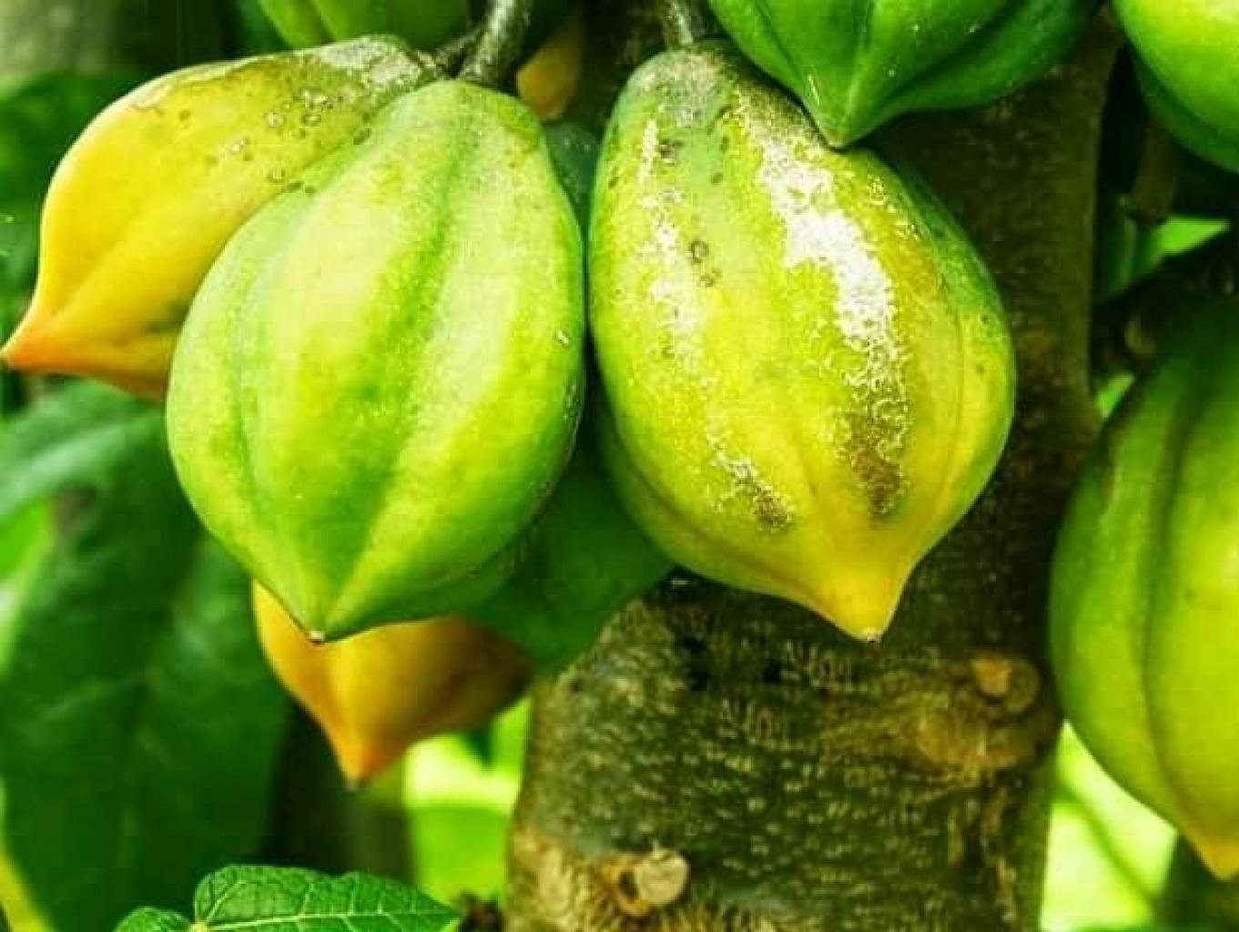 Carica Wadas Putih