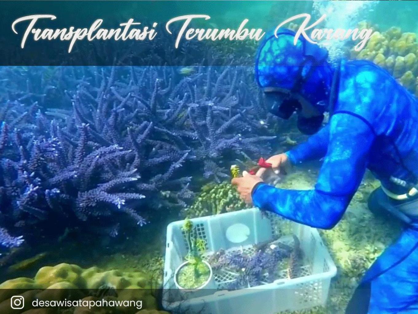 Pahawang, Kegiatan Transplantasi Terumbu Karang