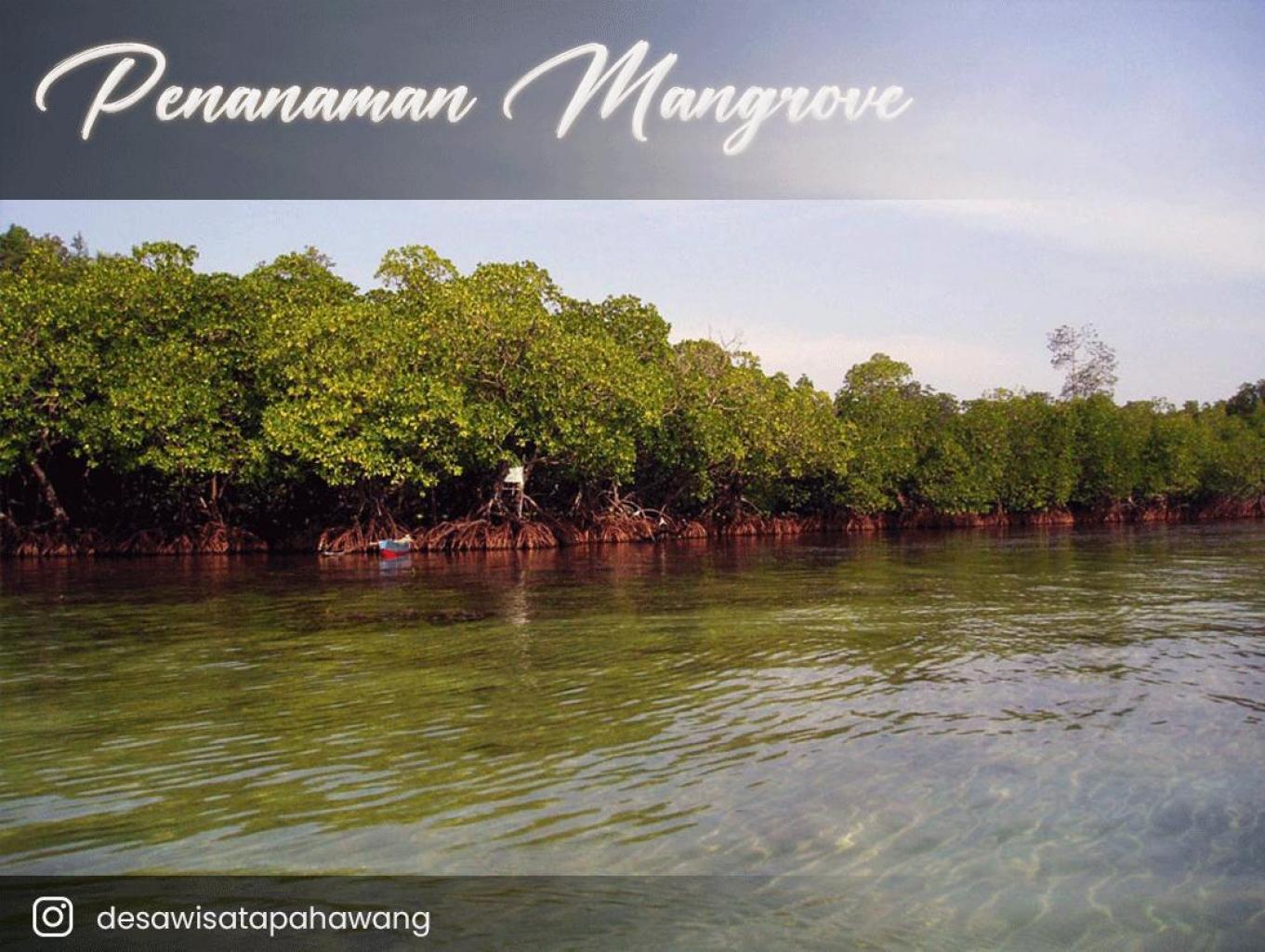 Pahawang, Kegiatan Penanaman Mangrove