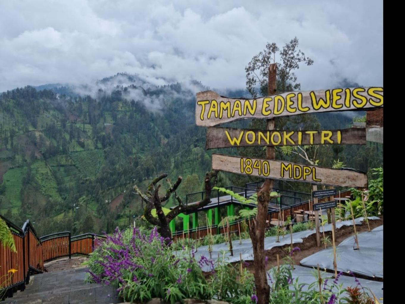 Edelweiss Wonokitri