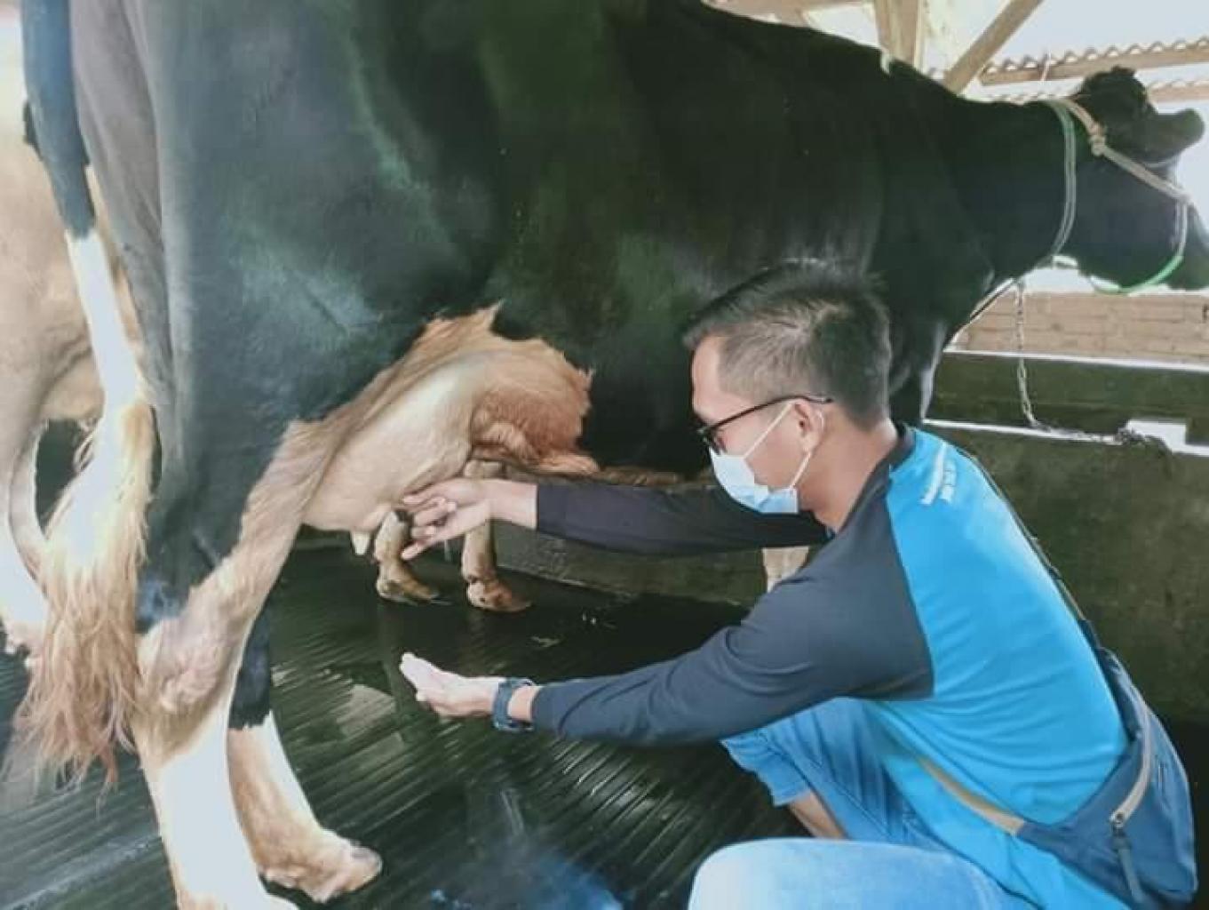 Peternakan Dan Perah Susu Sapi