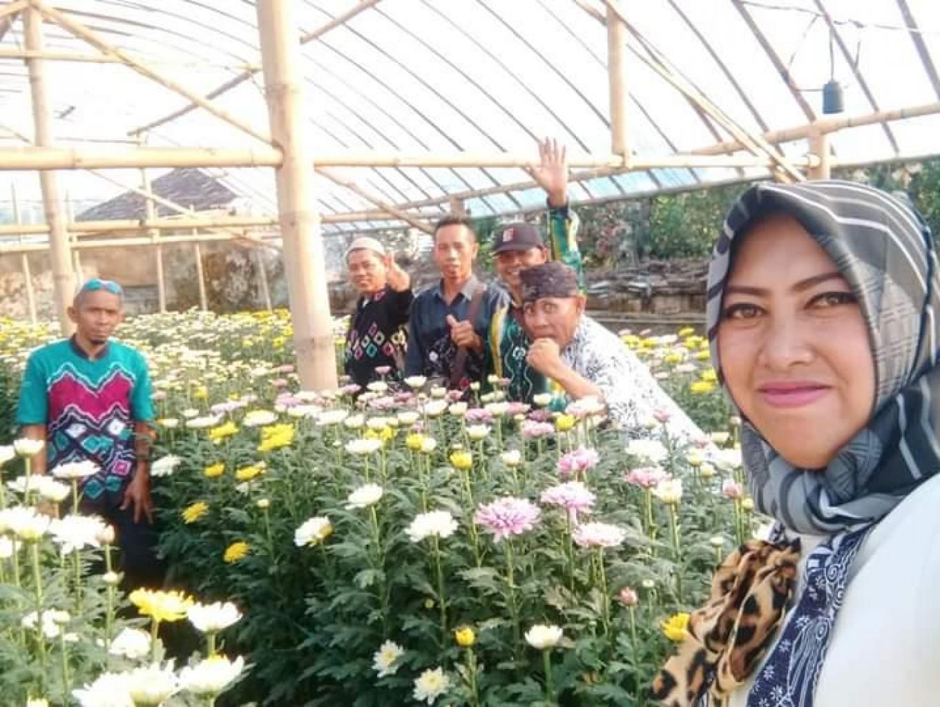 Edukasi Pertanian Bunga Krisan
