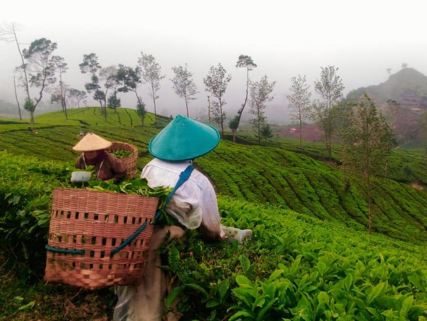 Memetik Daun Teh