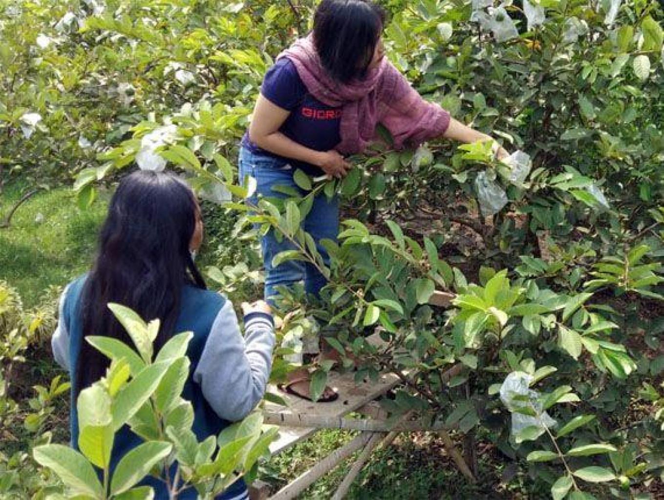 Wisata Petik Jambu Kristal
