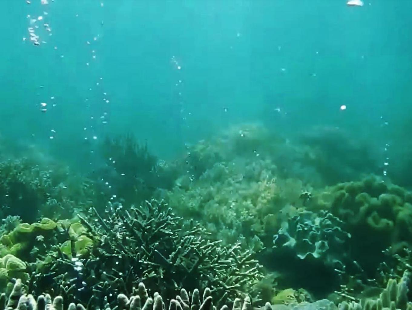Gelembung Laut Abadi (geladi)