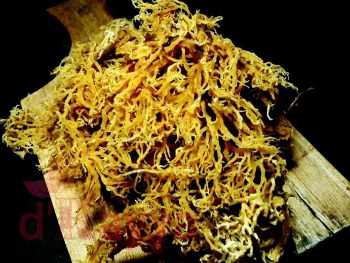 Rumput Laut Kering