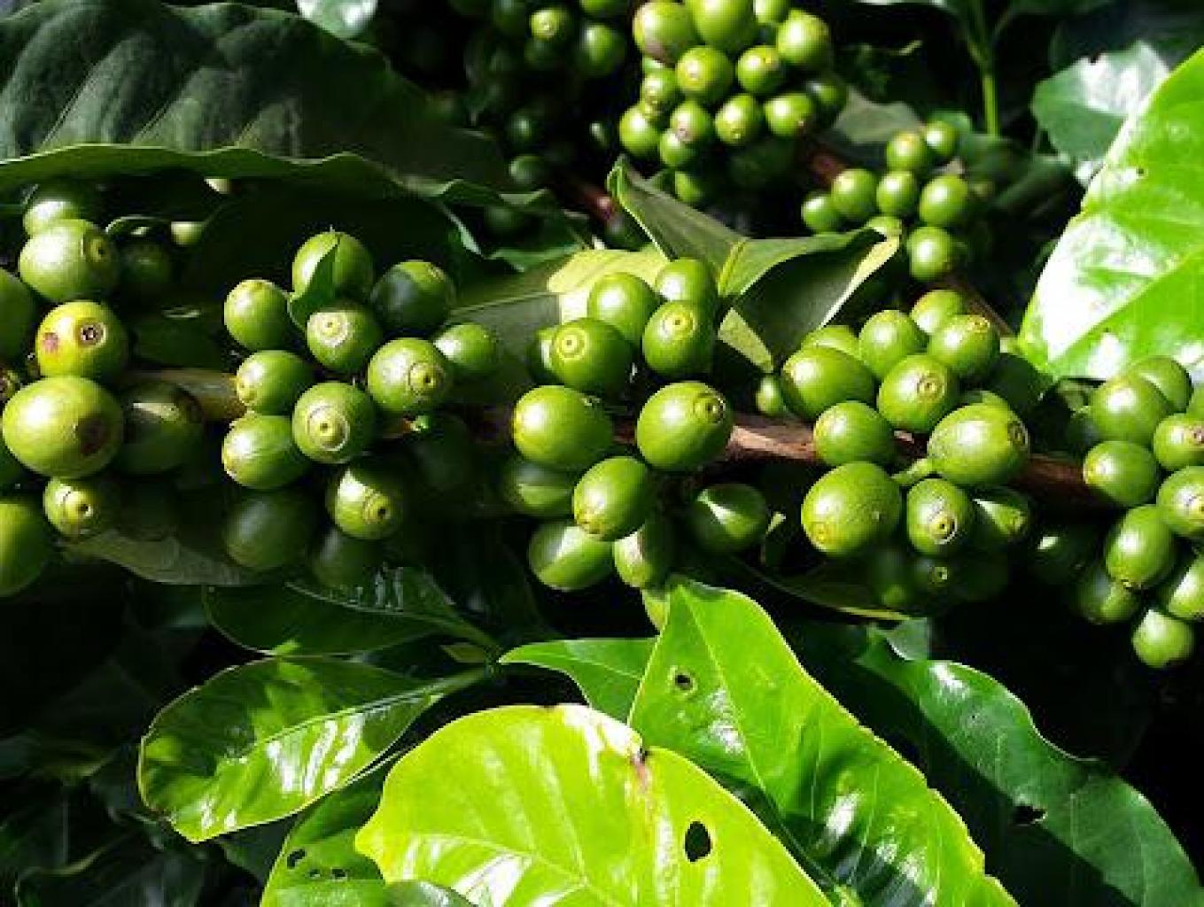 Wisata Edukasi Kopi