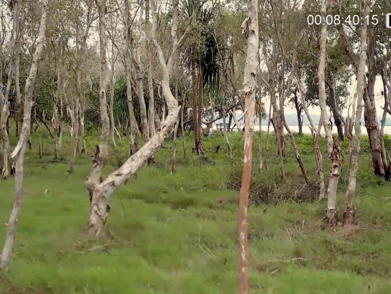 Hutan Kayu Putih Di Tepi Pantai