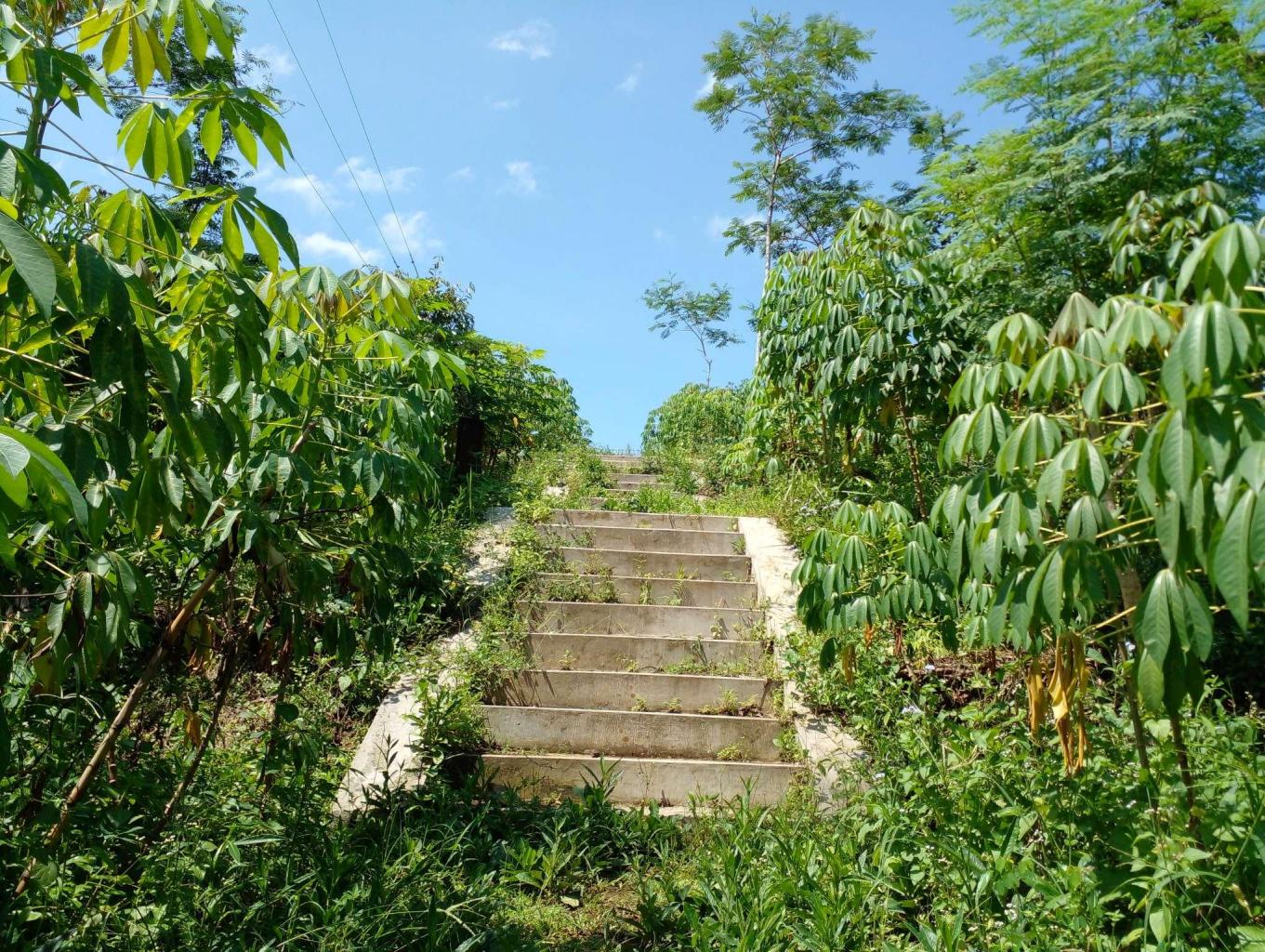Perkebunan Buah