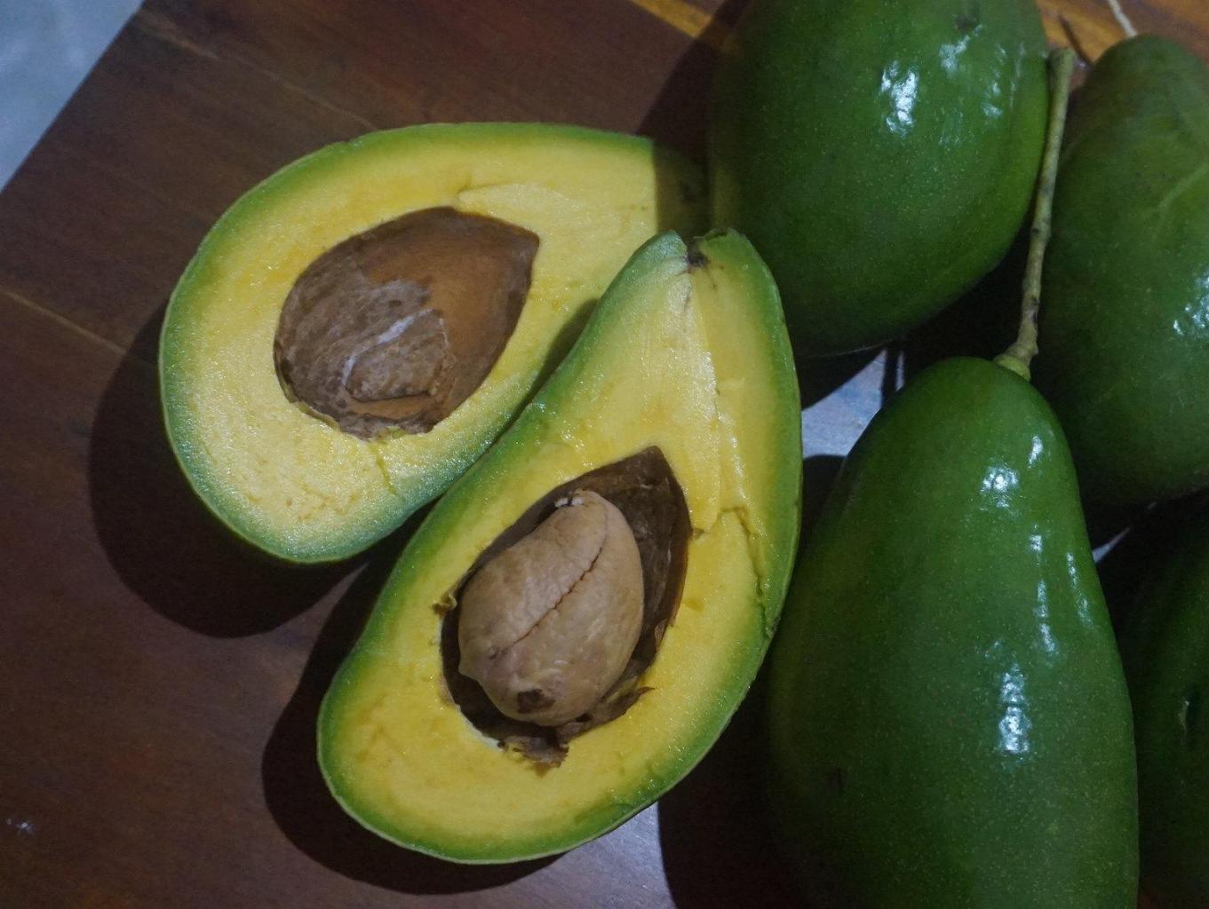 Alpukat Pluwang