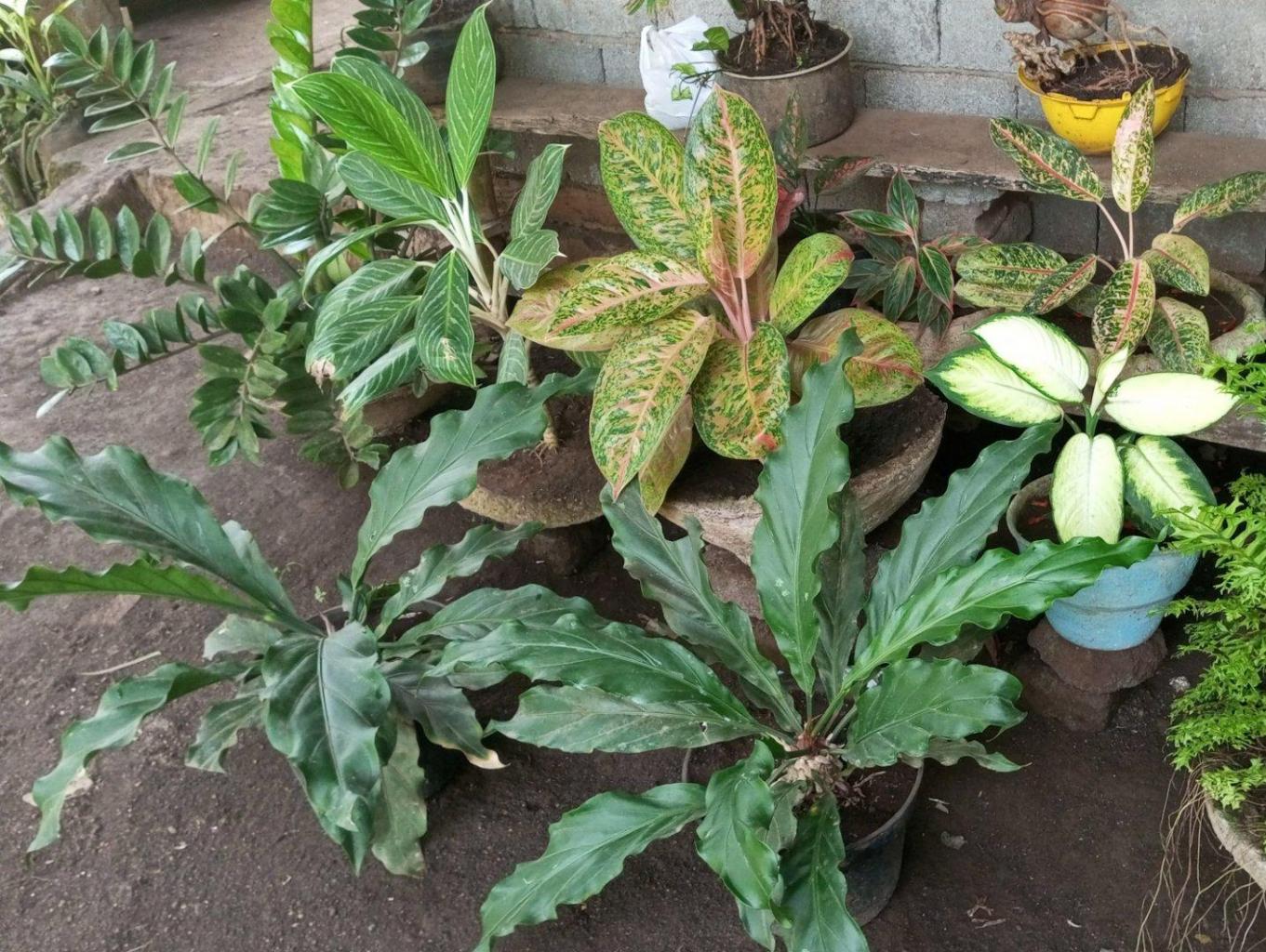 Pengrajin Bunga