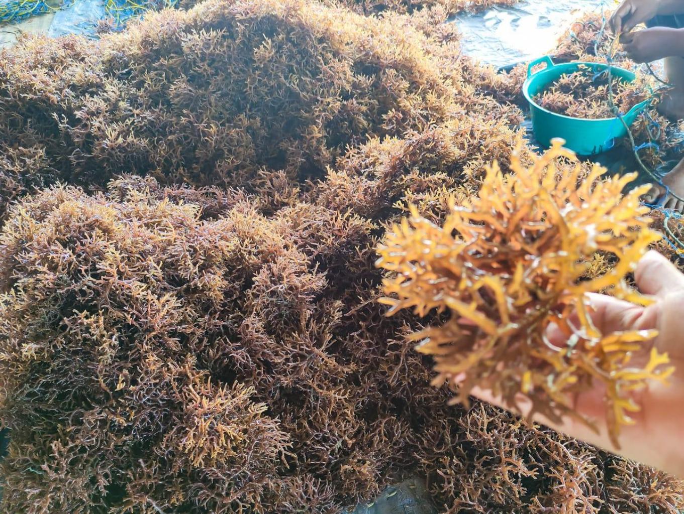 Penghasil Pengikat Rumput Laut