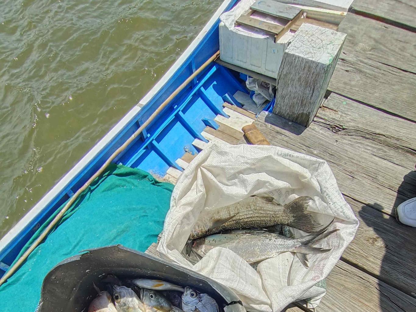 Ikan Segar