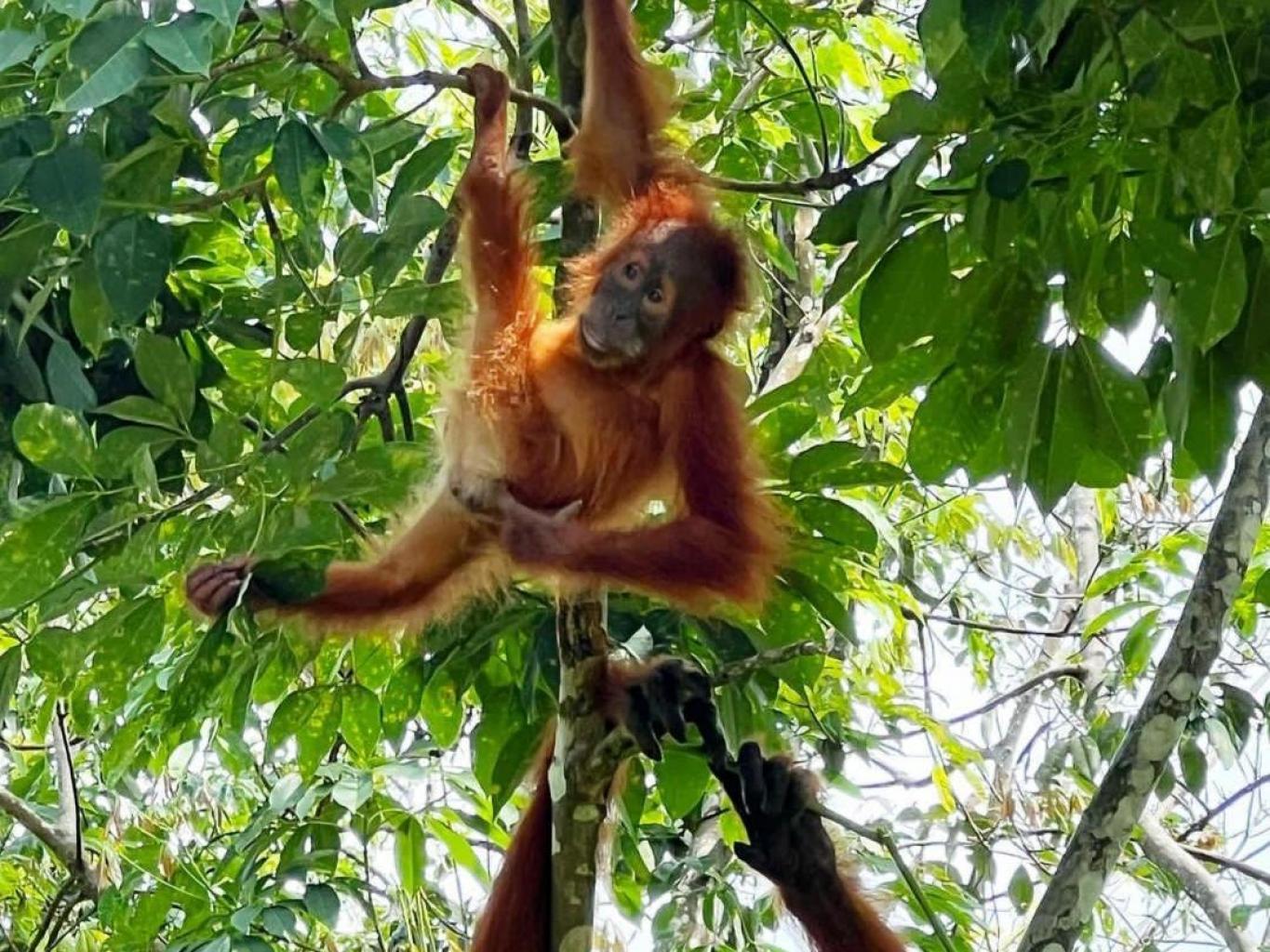 Orang Utan Trekking