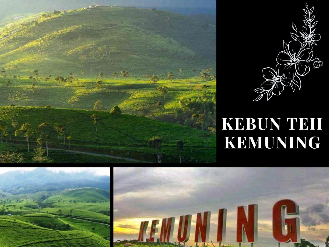 Kebun Teh Kemuning