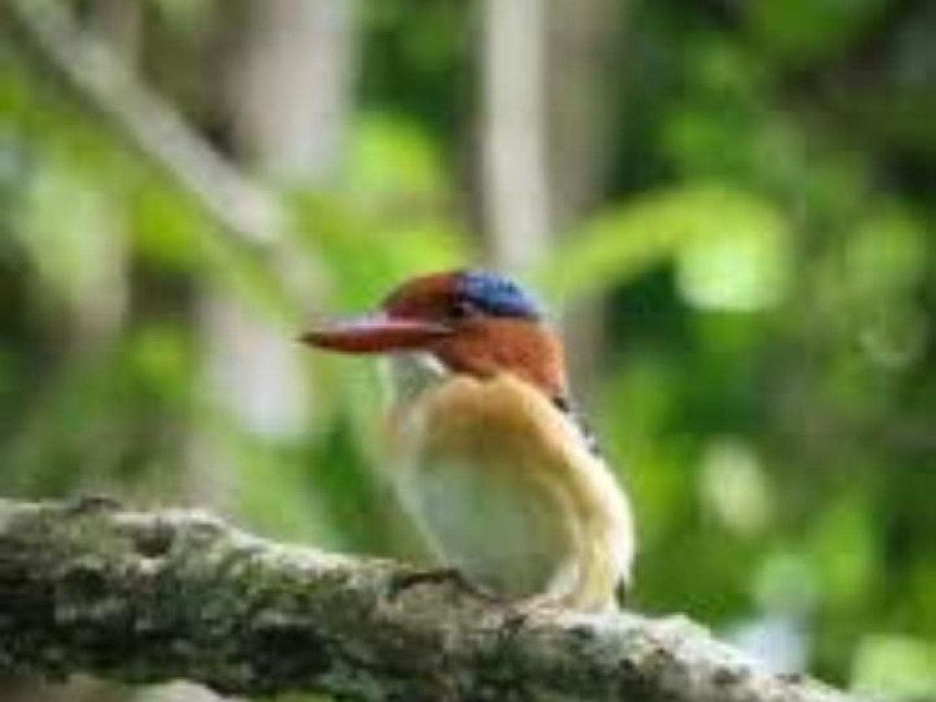 Wisata Pengamatan Burung ( Birding Tour)