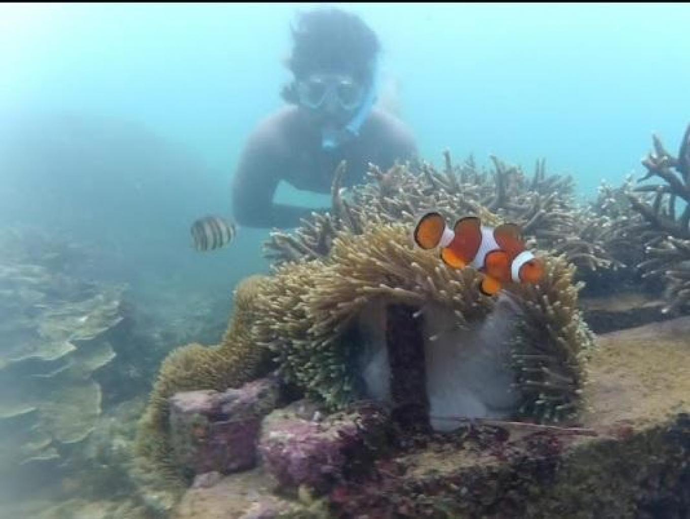Snorkeling