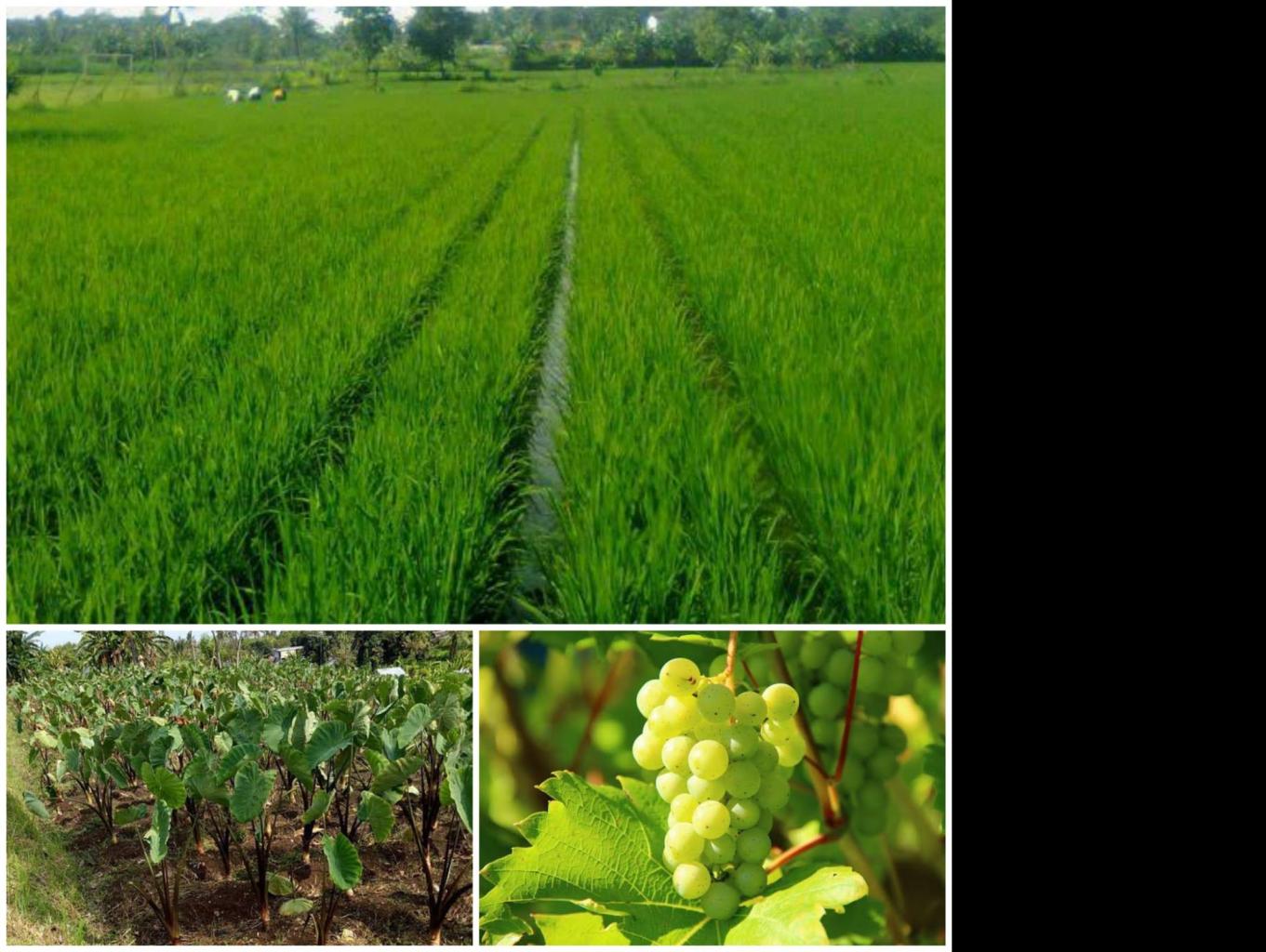Penanaman Padi Sepanjang Tahun, Keladi Sangsit Dan Anggur Import